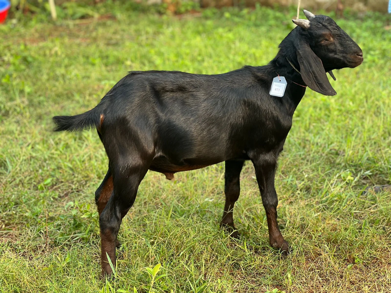 দেশী  ছাগল (23.7KG) 